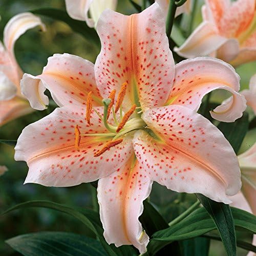 Salmon Star Oriental Lily - 2 Bulbs