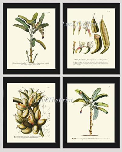 Banana Palm Tree Print Set of 4 Antique Beautiful Botanical Tropical Large Fruit Plants Chart Garden Nature Home Room Decor Wall Art Unframed JT
