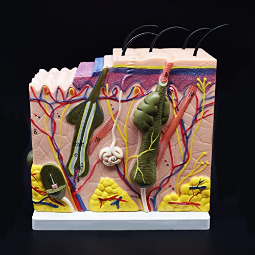 Skin Model, 50X Enlarged Anatomical Model Anatomy For Science Classroom Study Display Teaching Medical Model