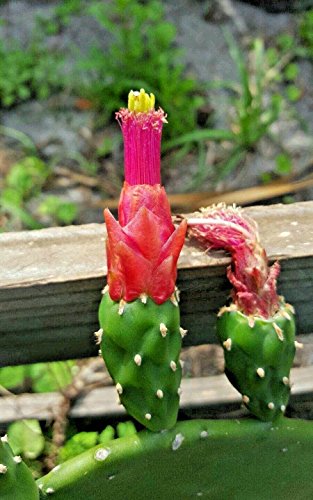 LovelyGarden 4 FRESH PADS Spineless thornless,Edible Nopales Prickly Pear Cactus Succulents
