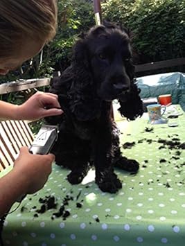 best clippers for springer spaniel