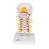 3B Scientific Cervical Spinal Column