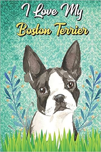 amazon boston terrier