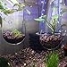 Ailinda 2PCS Crystal Glass Aquatic Plant Cup Pot Holder with Suction Cups for Fish Tank Aquarium Decorthumb 4