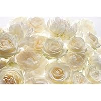 Komar XXL4-007 Ivory Rose Wall Mural