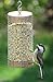 CountryMax Backyard Seeds Shelled Whole Peanuts for Woodpeckers, Birds, Squirrels & Wildlife – Premium Wild Animal Food, 10 lbs Bag
