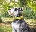 Nervous (Give Me Space) Yellow Colour Coded S-M L-XL Dog Collars Prevents Accidents by Warning Others of Your Dog in Advance (S-M)