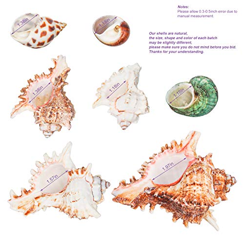 Hermit Crab Shells/Turbo Shells/7Pcs Assorted Turbo Shells/Hermit Crab House for Décor/Seashell Opening Size 0.98\