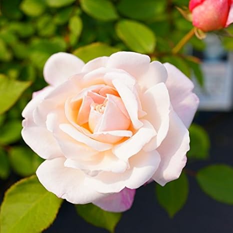 Amazon バラ苗 グルスアンアーヘン 7号スリット大苗 木立バラ 四季咲き ピンク バラ 苗 薔薇 バラ苗木 Np 種 苗 Amazon バラ苗 グルスアンアーヘン 7号スリット大苗 木立バラ 四季咲き ピンク バラ 苗 薔薇 バラ苗木 Np 種 苗