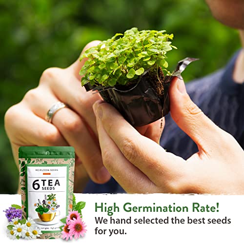 3000+ Medicinal Herb Seeds Collection 6 Heirloom Tea Seeds, High
