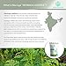 Organic Moringa Oleifera Leaf Powder : USDA Certified and 100% Raw from India, 1.1 lbs (500 g)