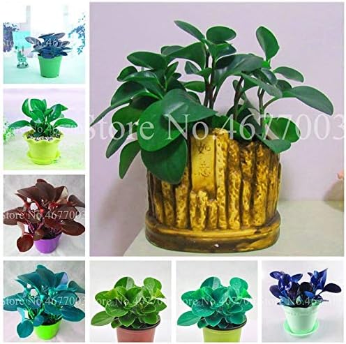 50Pcs Peperomia Seeds Variety Seeds Garden Novel Seeds Exotic Flower Melon Leaves Anti-Radiation : Mixed