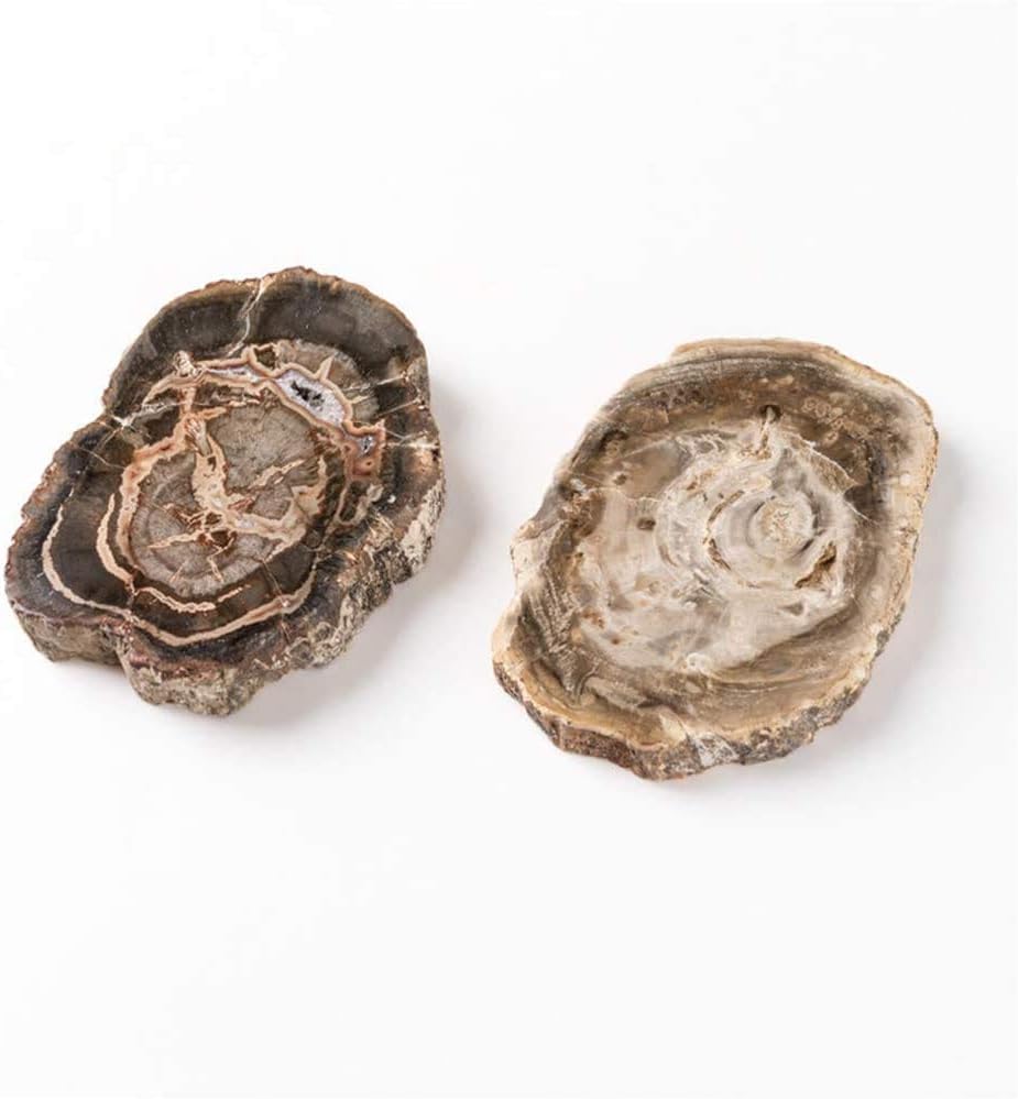 Namvo Natural Wood Fossil Piece Irregular Polished Petrified Wood Ornament Teaching Fossil Specimen Materials, 7cm-9cm - Image 4