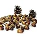 R.FLOWER 50pcs Artificial Lifelike Simulation Small Acorn Set Decoration Fake Fruit Home House Kitchen Décor