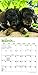 Dachshund Puppies 2019 Calendar