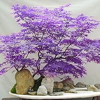 Mggsndi 30Pcs Japanese Maple Tree Seeds Acer Palmatum Plant Home Garden Bonsai Decor- Heirloom Non GMO - Seeds for Planting an Indoor and Outdoor Garden Purple Maple Tree Seeds