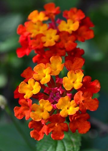 Lantana"Dallas Red"; red & Yellow; Flowering Plant Bush, Live Potted