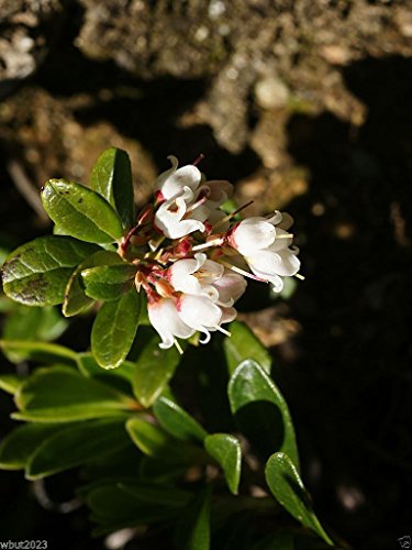 American Cranberry seeds - Vaccinium macrocarpon - used in a variety of sauces (300 Seeds)