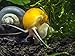 3 Golden Mystery Snails (Algae Eaters - young adult 1/2 to 2+ inch) by Aquatic Arts