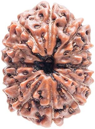 Amorfos Enterprises 12 Mukhi 10-15mm Natural Rudraksh