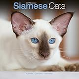 Siamese Cat Calendar - Calendars 2016 - 2017 Wall Calendars - Cat Calendar - Animal Calendar - Siamese Cats 16 Month Wall Calendar by Avonside