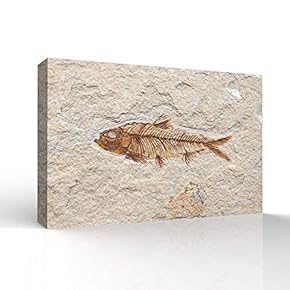 Canvas Wall Art - Vintage Animal Fish Fossil Living Room Poster Prints - Modern Home Art Stretched and Framed Ready to Hang - 12x18 inches