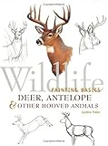 Wildlife Painting Basics: Deer, Antelope & Other Hooved Animals by 