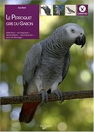 Le  perroquet gris du Gabon
