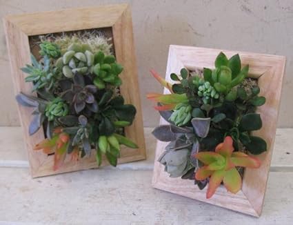 Amazon 敬老の日多肉植物のタブロー フリーメッセージok Joujou Flowers ジュジュフラワーズ 人工観葉植物