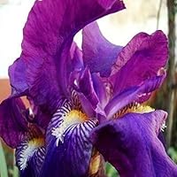 Kasuki 10Pcs/Pack Canna Seeds Plants Indoor Outdoor Pot Flower Seed Home Garden Yard Bonsai - (Color: Purple)