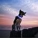 LED Dog Necklace Collar - USB Rechargeable Loop - Available in 6 Colors - Makes Your Dog Visible, Safe & Seen