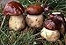 Pine Bolete Mushroom (Boletus pinophilus) Mycelium Spawn Dried Seeds (10g)