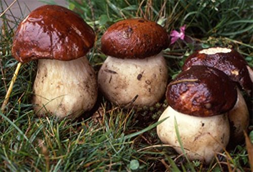 Pine Bolete Mushroom (Boletus pinophilus) Mycelium Spawn Dried Seeds Pine Bolete Mushroom (Boletus pinophilus) Mycelium Spawn Dried Seeds