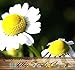 1,500 GERMAN CHAMOMILE Seed - FLOWER HERB SEEDS - CAMOMILE TEA - HEAVENLY APPLE SCENT - Sweet Smelling & Aromatic Daisy Like Flowers - 60 - 65 Days To Harvest - By MySeeds.Co