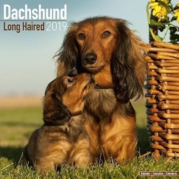 Dachshund Long Haired Calendar 2019 Square Amazon In Avonside