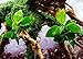 Mainam Anubias Nana Golden Rhizome Live Aquarium Plants Decorations