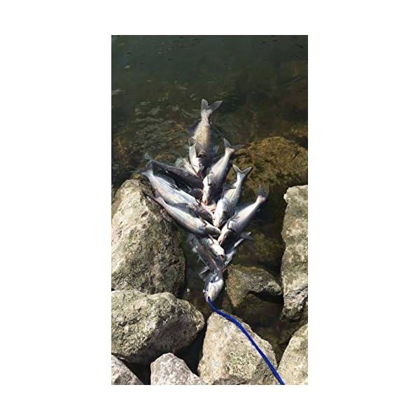 Catfish Bubble Gum 2 Pack MasterBasser