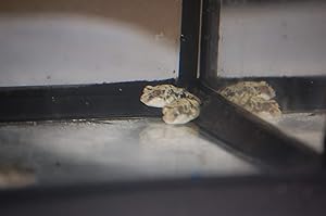 WorldwideTropicals Live Freshwater Aquarium Fish - 1