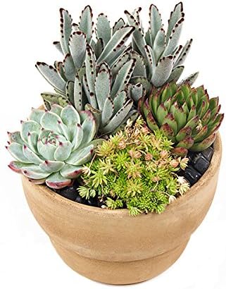 PlantShed - Art Deco Succulents - Plant Hand Delivery in NYC Indoor Blooming Plants Houseplants