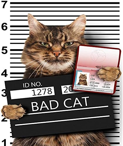 Toile Murale Humoristique Representant Un Chien Mauvais Chat Tableau Imprime Animal Tableau D Affiche Decoration Murale Encadree Pour Chambre D Enfant Chambre A Coucher Salon 32 X32 Amazon Ca Maison Et Cuisine