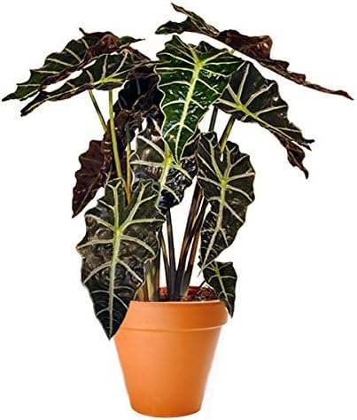 PlantShed - Polly Alocasia - Plant Hand Delivery in NYC Indoor Blooming Plants Houseplants
