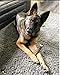 WhiteTail Naturals - Deer Antlers for Large Dogs - (1 Pack - Extra Large) - All Natural Dog Antler- Naturally Shed, Long Lasting Chew Bone, Crafted in USA for Aggressive Chewers