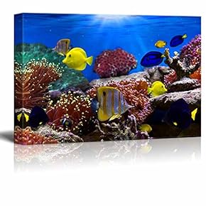 Coral Reef and Tropical Fish Under The Ocean