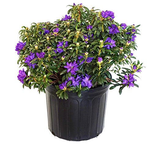 Rhododendron X 'Blue