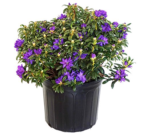 Rhododendron X 'Blue Baron' (Rhododendron) Evergreen, bluish purple flowers, #2 - Size Container