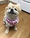 EXPAWLORER Cute Dog Harness and Leash Set - Pink Girl Dog Harness Checkered Step-in Design, Easy Adjustable No-Choke Lightweight Breathable Vest for Small Medium Dogs Outdoor Walking, Medium