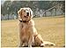 FAIRWIN Leather Dog Leash - 6 Ft Heavy Duty Braided Leash for Large, Medium & Small Dogs (S: 1/2