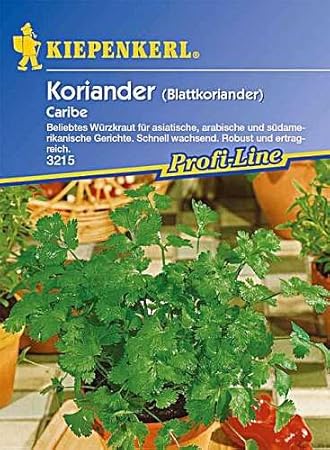 Koriander Caribe