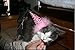 PUPTECK 2pcs/set Dog Party Hat Pet Cat Birthday Accessories Costume , Pink Small