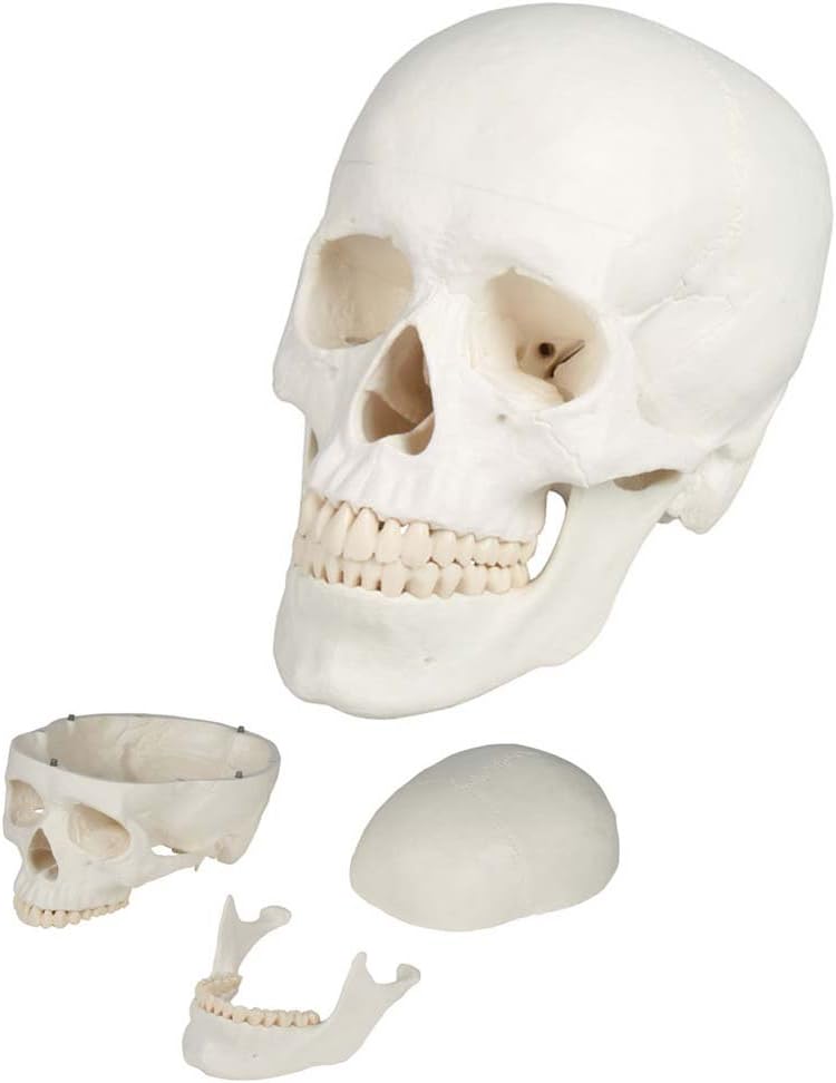 Skull Head Skeleton Anatomy Model, anatomical 3 Pieces Life Sized Model